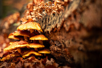 Mushrooms growing from under a tree trunk in the forest in late autumn