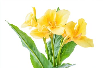 Fototapeta premium Canna yellow king humbert flower blossom bloom isolated on white background for design advertising or stock photo, summer plant , canna lily