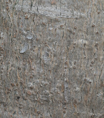 Beautiful close-up of the bark of uncarina decaryi