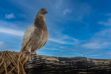 Dove grey is lovely. Urban bird pigeon close. World of wild animals. Bird view on you.
