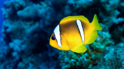 Red Sea Clownfish, Two Banded Anemonefish, Amphiprion bicintus, Coral Reef, Red Sea, Egypt, Africa