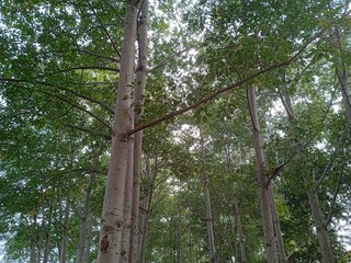 Long trees in the forest, greenery in the forest, Pakistan's forest greenery 