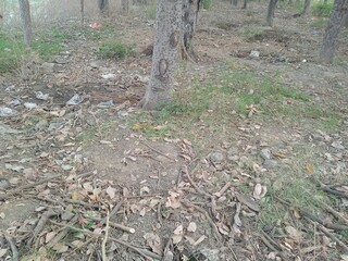 stump in forest, outdoor autumn season, forest path