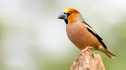 Hawfinch, Coccothraustes occothraustes, Mediterranean Forest, Castilla y Leon, Spain, Europe