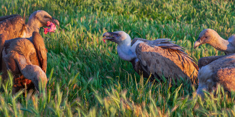 Eurasian Griffon Vulture, Gyps fulvus, Agricultural Fields, Castilla y Leon, Spain, Europe