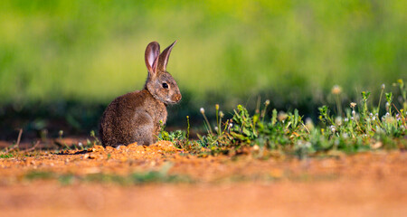 European Rabbit, Oryctolagus cuniculus, Mediterranean Forest, Castilla La Mancha, Spain, Europe