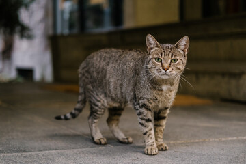 cat on the street