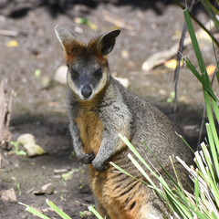 The swamp wallaby (Wallabia bicolor) is a small macropod marsupial of eastern Australia. The species name bicolor comes from the distinct colouring variation, Phillip Island, Victoria, Australia