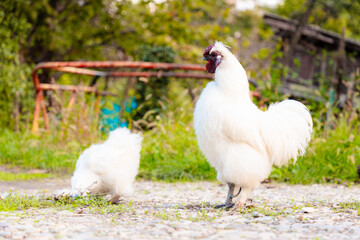 Chinese Silkie Brahma white chicken and rooster feeding in farm. Ethically Raised Chicken in...