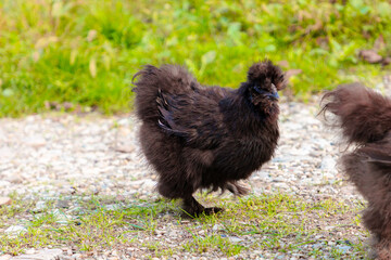 Close up of black chinese Silkie Brahma chickens and cock feeding in grass meadow. Sustainably Raised Chicken In Species-Appropriate Free-Range Husbandry