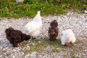 Close up of group of chinese Silkie Brahma chickens and cock feeding in grass meadow. Sustainably Raised Chicken In Species-Appropriate Free-Range Husbandry