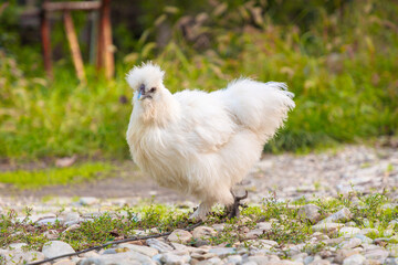 Close up of White Chinese Silkie Brahma chicken feeding in grass meadow. Sustainably Raised Chicken In Species-Appropriate Free-Range Husbandry