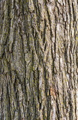 Old wood tree bark  texture background with green moss