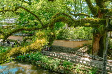 Beautiful Japanese garden with camphor tree in Dazaifu Tenman-gu, shrine