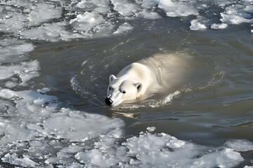 Polar Bear Swimming in Icy Water