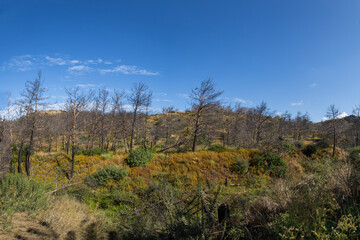 Obraz premium Landscape after fire. Burnt trees and meadows. Farm area on the island of Rhodes