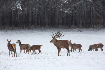 Hirsch im Winter,
Deer in the winter