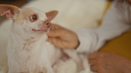 A mature woman tenderly pets her chihuahua while relaxing on a bed in a cozy bedroom.