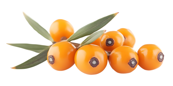 Sea buckthorn berry on a transparent background. isolated background.