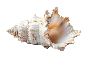 Seashell on a transparent background. isolated background.