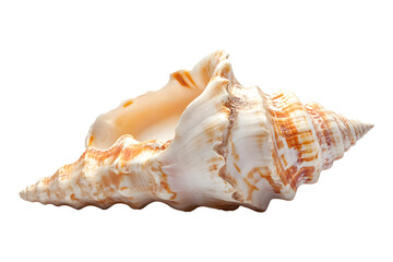 Obraz premium Seashell on a transparent background. isolated background.