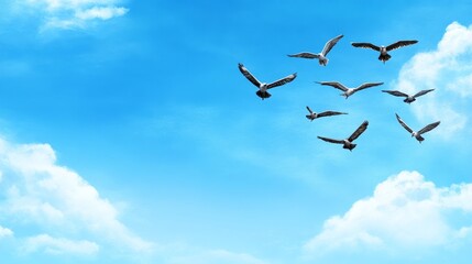 Fototapeta premium Birds Soaring in Blue Sky with Clouds Freedom Nature Flight