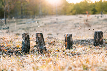 Obraz premium A field of grass with a few logs scattered around