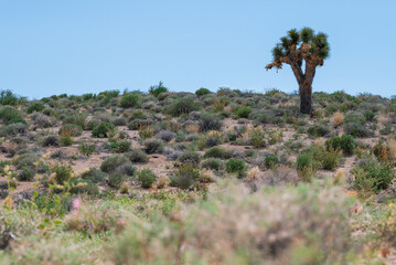 Lone Joshua Tree in the Great Basin Desert of California, USA
