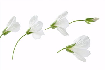 Fototapeta premium White Flower Bloom with Delicate Petals and Green Stem