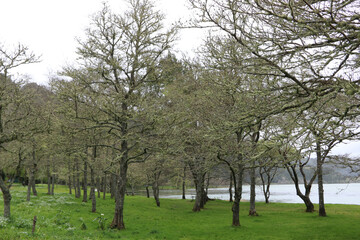 Trees on Furnas Lake - São Miguel island