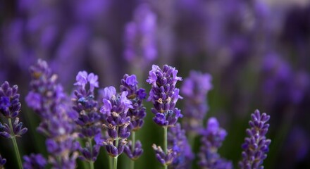 Obraz premium Lush lavender field in full bloom