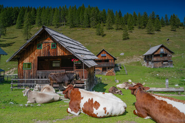 Kühe machen eine Mittagspause zwischen Almhütten auf der Dellacher Alm, Kärnten Österreich