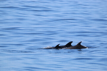 Fototapeta premium Group of dolphins near Ponta Delgada coast