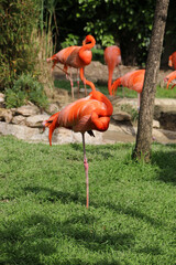 pink flamingo in Lisbon zoo standing in one leg © Catalin