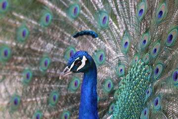 Fototapeta premium peacock with feathers out in Lisbon zoo