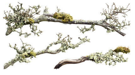 Set of a branch of tree covered in lichen and moss on a transparent background. isolated background.