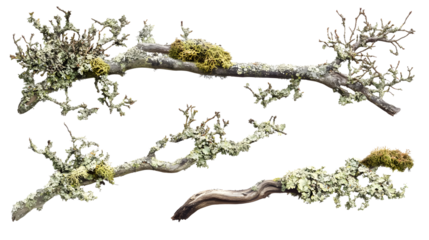 Set of a branch of tree covered in lichen and moss on a transparent background. isolated background.