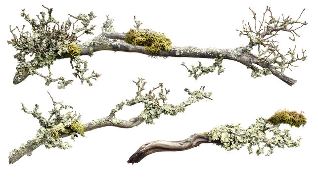 Set of a branch of tree covered in lichen and moss on a transparent background. isolated background.