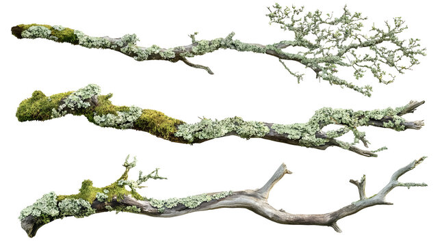 Set of a branch of tree covered in lichen and moss on a transparent background. isolated background.