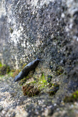 A black slug glides slowly through lush green moss, capturing the essence of Portugal’s moist forest floor. Close-up of nature’s details, perfect for themes of wilderness and biodiversity.