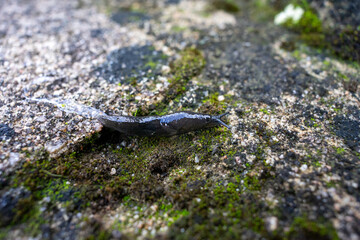 A black slug glides slowly through lush green moss, capturing the essence of Portugal’s moist forest floor. Close-up of nature’s details, perfect for themes of wilderness and biodiversity.