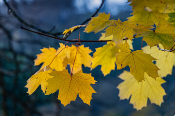 yellow maple leaves on a branch. autumn background
