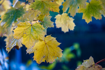 colorful autumn leaves close up