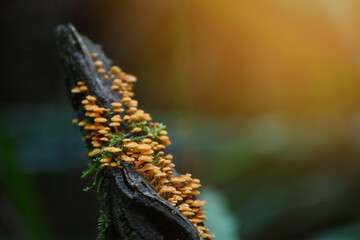 mushrooms growing on a dead tree in the Australian rain forest, South Australia, Victoria