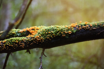 mushrooms growing on a dead tree in the Australian rain forest, South Australia, Victoria