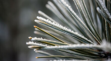Obraz premium Frosty pine needles in winter close-up