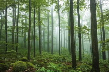 Obraz premium Green foggy morning forest landscape with beech trees.