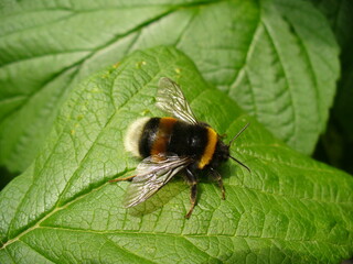 Bumblebee on green leaf of raspberry bush on summer season - close-up. Topics: vegetation, flora, fauna, insect, season, macro, garden, natural environment