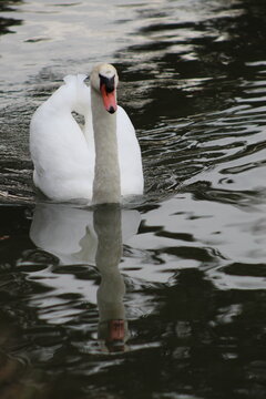 Cygne sur un reflet d'eau 