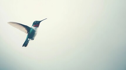 Fototapeta premium A hummingbird in flight against a soft, light background.